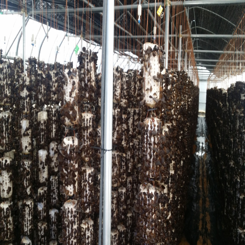 강원더몰,설악산초록농장 생목이버섯(1kg)